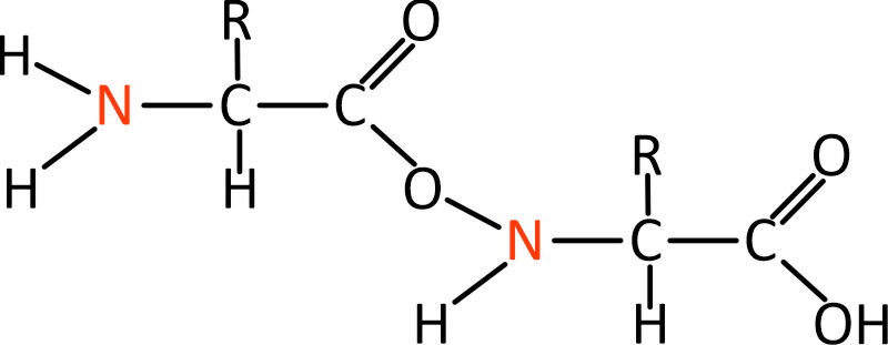 Simple dipeptide protein